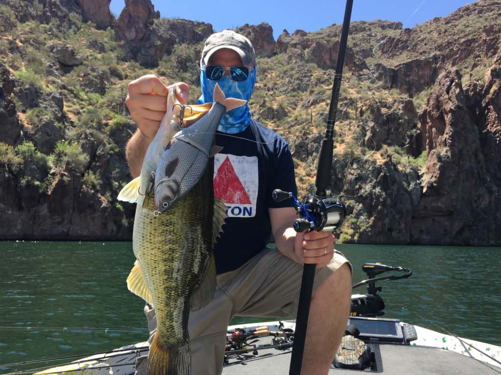 Largemouth Bass caught in Arizona