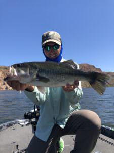 Largemouth Bass caught in Arizona